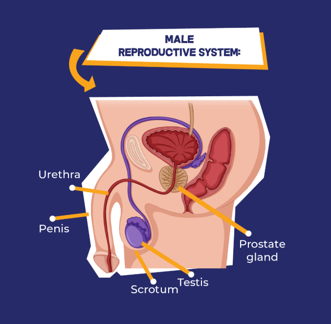 Male Reproductive System